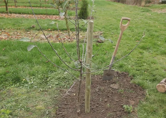 Apfelbaum - Einpflanzen im Garten Apfelbaum - Einpflanzen im Garten