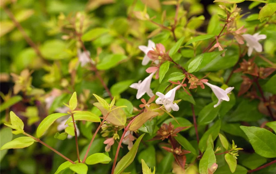 Abelia grandiflora