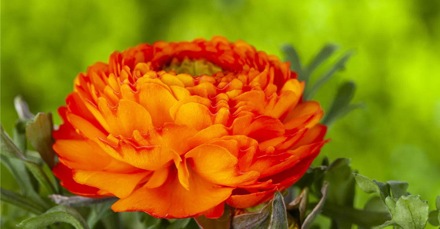 Ranunculus asiaticus, orange (GS596806.jpg)