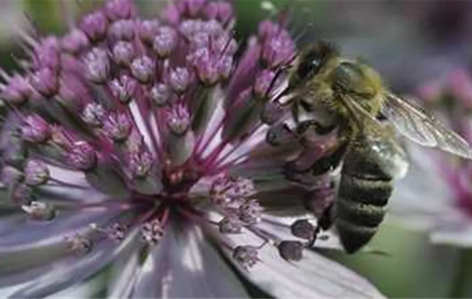 Bienensummen.jpg