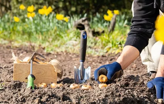 Blumenzwiebeln pflanzen – So erstrahlt der Garten im Frühjahr