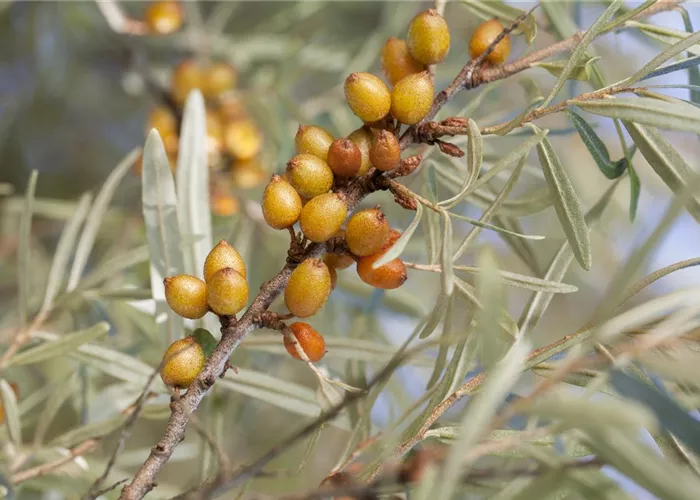 Piepmätze und andere hungrige Gartenbewohner